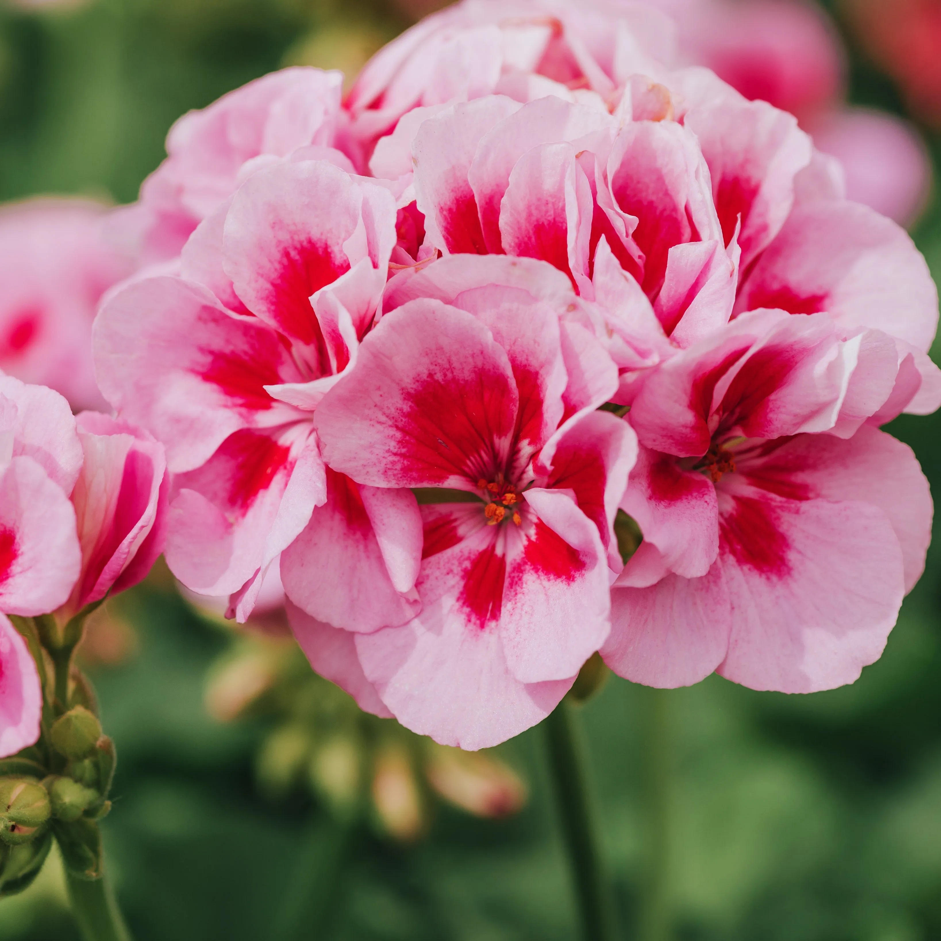 Geranium Essential Oil